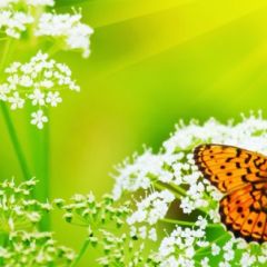 Кухонный фартук Фауна 036 МДФ матовый (3000) Fauna в Камышлове - kamyshlov.mebel24.online | фото