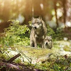 Кухонный фартук Фауна 047 МДФ матовый (3000) Fauna в Камышлове - kamyshlov.mebel24.online | фото