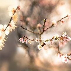 Кухонный фартук Цветы 317 МДФ матовый (3000) Flowers в Камышлове - kamyshlov.mebel24.online | фото